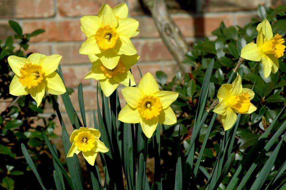 Jonquil Jubilee Garden Tour 2025 Gibsland Bank & Trust